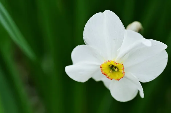Beautiful White Narcissus Flower Garden — Stock Photo, Image