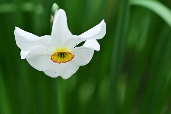 Schöne Weiße Narzissenblüte Garten — Stockfoto