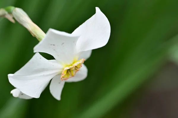 Bela Flor Narciso Branco Jardim — Fotografia de Stock
