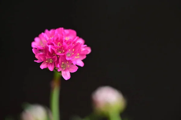 美丽的粉红色花朵上黑的背景 — 图库照片