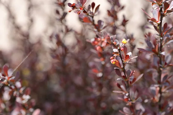 Красиві Квіти Червоним Листям Саду — стокове фото