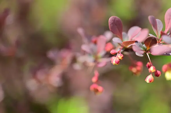 庭に赤い葉を持つ美しい花 — ストック写真
