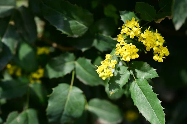 Sárga Virágok Kertben Közeli Kilátás Virágos Háttér — Stock Fotó