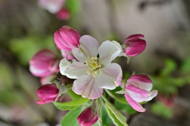İlkbaharda elma ağacının beyaz ve pembe çiçekleri