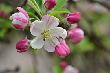 İlkbaharda elma ağacının beyaz ve pembe çiçekleri