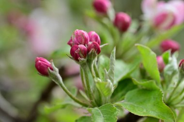 İlkbaharda elma ağacının beyaz ve pembe çiçekleri