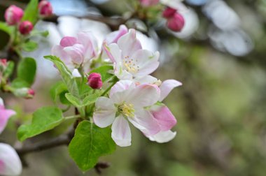 İlkbaharda elma ağacının beyaz ve pembe çiçekleri