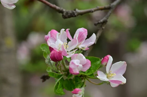 Vita Och Rosa Blommor Äppelträd Våren — Stockfoto