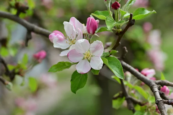 Witte Roze Bloemen Van Appelboom Het Voorjaar — Stockfoto