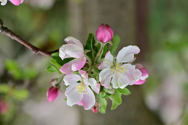 stock image white and pink flowers of apple tree in spring