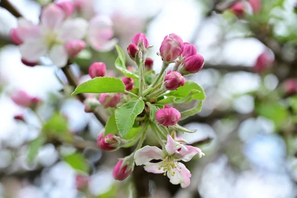 stock image white and pink flowers of apple tree in spring