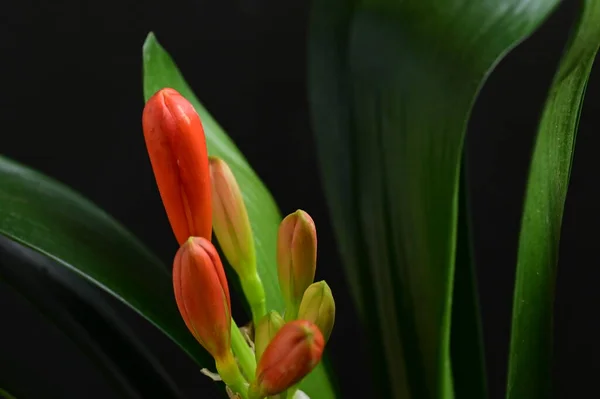 美丽而不开花的春天花朵 背景幽暗 植物与自然的概念 — 图库照片