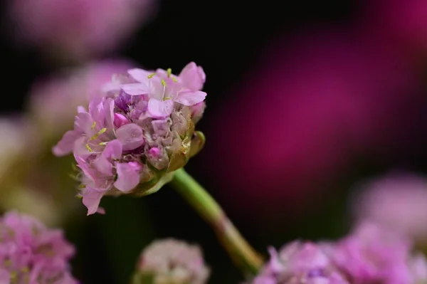 Beautiful Purple Flowers Floral Concept Background — ストック写真