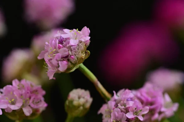Beautiful Purple Flowers Floral Concept Background — стоковое фото