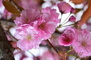 Bahçede açan güzel pembe çiçekler