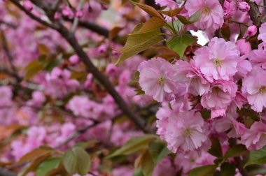 Bahçede açan güzel pembe çiçekler