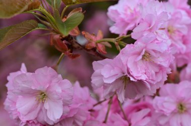 Bahçede açan güzel pembe çiçekler