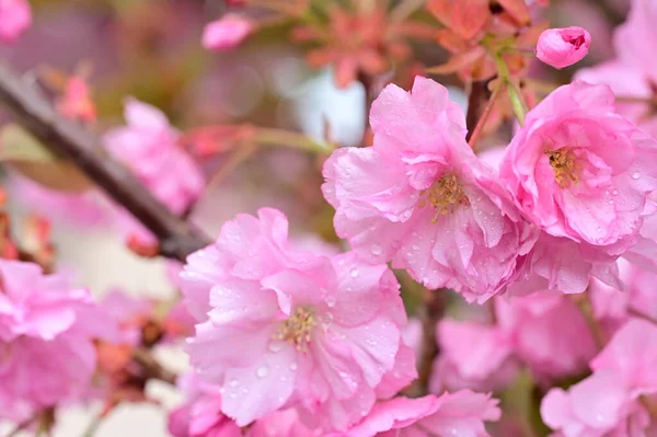 庭に美しいピンクの花が咲く — ストック写真
