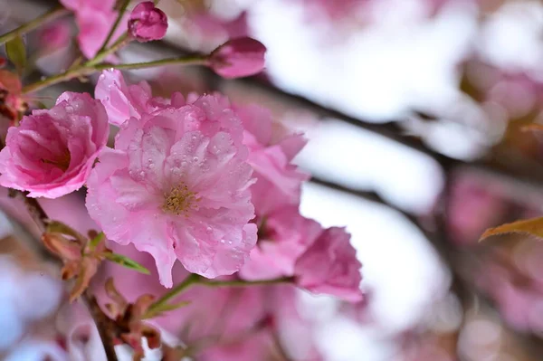 Όμορφα Ανθισμένα Ροζ Λουλούδια Στον Κήπο — Φωτογραφία Αρχείου
