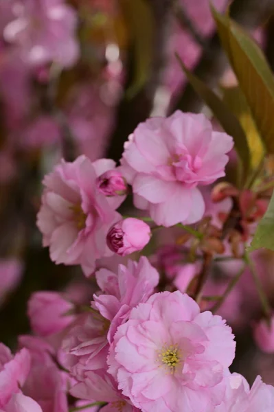 Beautiful Blooming Pink Flowers Garden — Stock Photo, Image