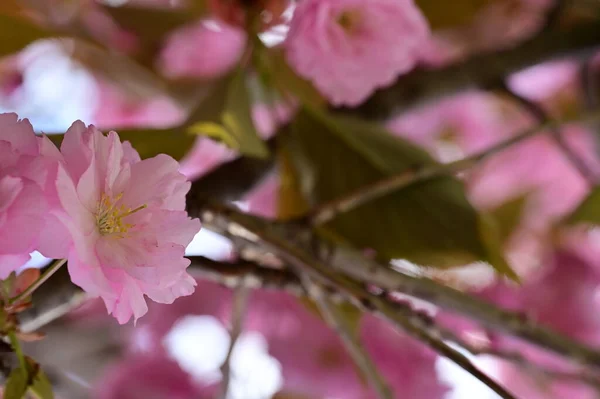 Όμορφα Ανθισμένα Ροζ Λουλούδια Στον Κήπο — Φωτογραφία Αρχείου