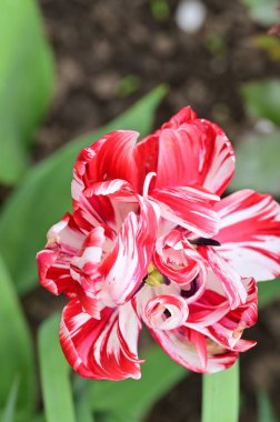 Bahçedeki güzel beyaz ve pembe lale