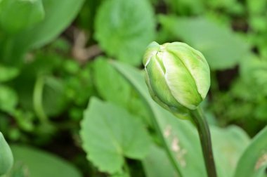 Bahçedeki güzel beyaz lale
