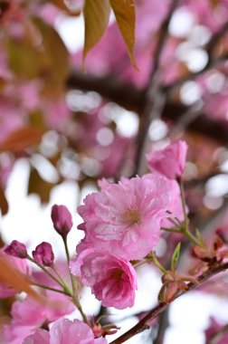 Bahçedeki güzel pembe sakura çiçekleri