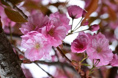 Bahçedeki güzel pembe sakura çiçekleri