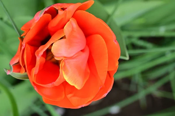 Schöne Rote Tulpen Garten — Stockfoto