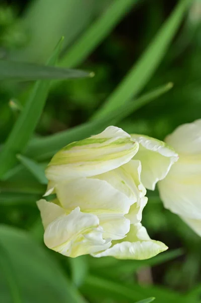 庭の美しい白いチューリップ — ストック写真