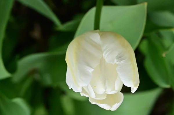 Красивый Белый Тюльпан Саду — стоковое фото