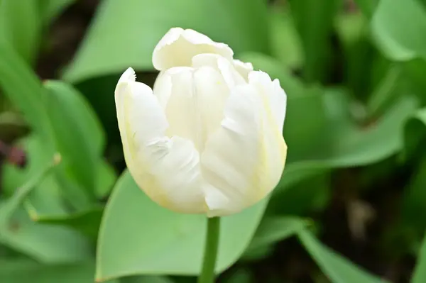Bahçedeki Güzel Beyaz Lale — Stok fotoğraf