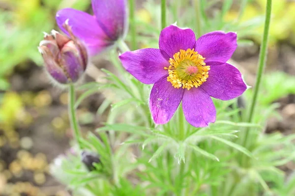Bahçedeki güzel mor çiçekler