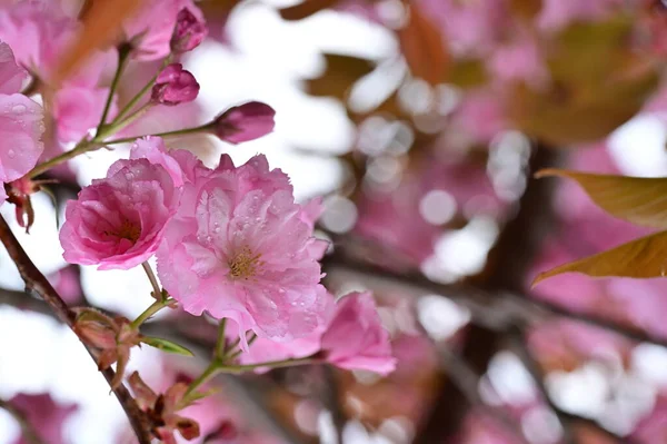 Όμορφα Ροζ Λουλούδια Σακούρα Στον Κήπο — Φωτογραφία Αρχείου