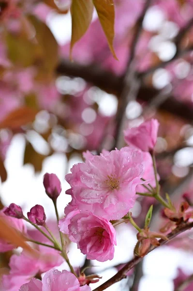 Belles Fleurs Roses Sakura Dans Jardin — Photo