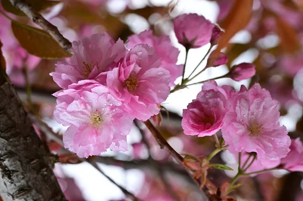 Krásné Růžové Sakura Květiny Zahradě — Stock fotografie