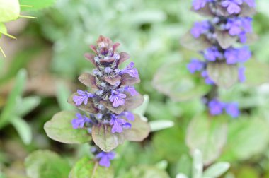 Bahçedeki güzel mor çiçekler