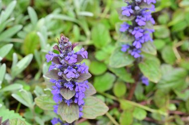 Bahçedeki güzel mor çiçekler