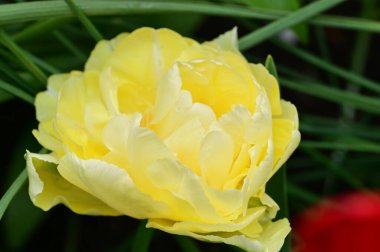 Bahçedeki güzel sarı çiçekler