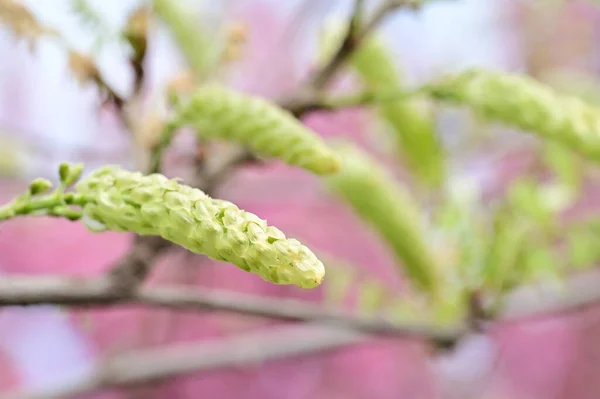 Весняні Бутони Дереві — стокове фото