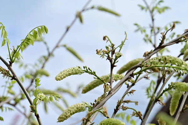 Весняні Бутони Дереві — стокове фото