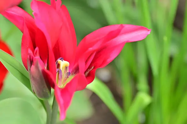 庭の美しい赤いチューリップ — ストック写真