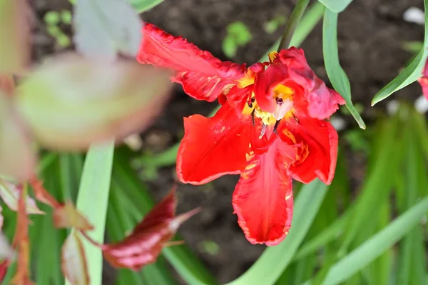 花园里美丽的红色郁金香花 — 图库照片