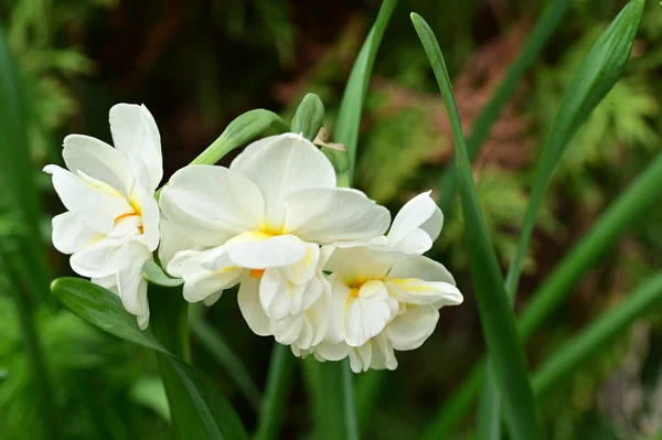 Vita Påskliljor Blommor Trädgården — Stockfoto