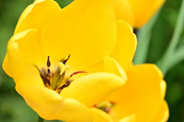 Vacker Gul Tulpan Blommor Trädgården — Stockfoto