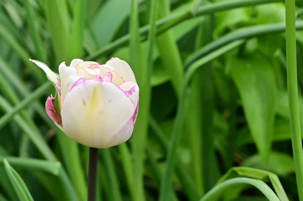 Belle Tulipe Blanche Rose Dans Jardin — Photo