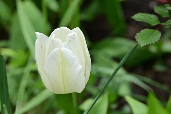 Bela Tulipa Branca Jardim — Fotografia de Stock