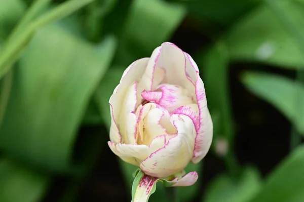 Красивый Белый Розовый Тюльпан Саду — стоковое фото