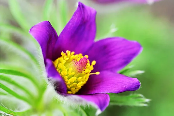 Stock image beautiful purple flower in the garden